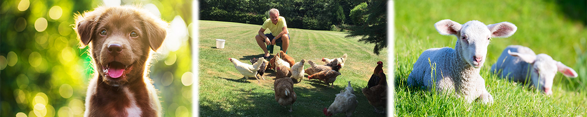 Tierschutz © iStock/Getty Images/blanscape/mh-fotos/DigitalVision/PeopleImages