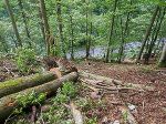Das Schadholz an der B 146 muss herausgearbeitet werden. © STED/Holler Das Schadholz an der B 146 muss herausgearbeitet werden. © STED/Holler
